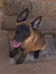 Belgian Malinois Mwenye Safi Kike, Miezi 3-6 - 1