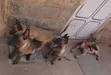 Belgian Malinois Mwenye Safi Kike, Miezi 3-6 - 2