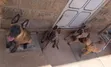 Belgian Malinois Mwenye Safi Kike, Miezi 3-6 - 3