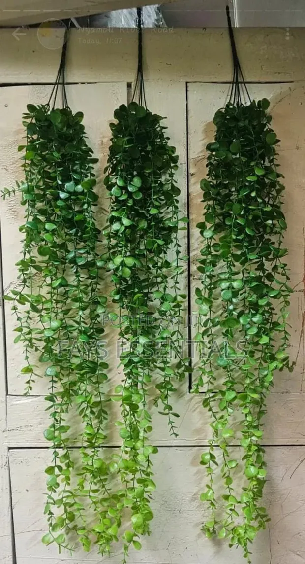 Hanging Vines - Brand New - 1