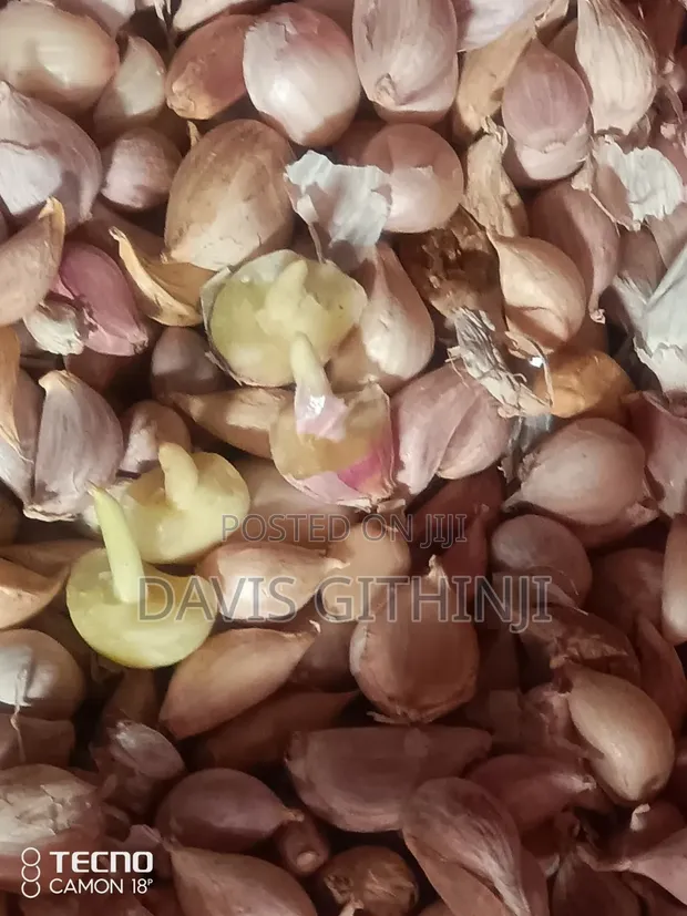Garlic (Saumu) Seeds - 1