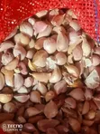 Garlic (Saumu) Seeds - 2