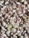 Garlic (Saumu) Seeds - 3