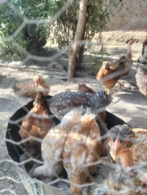 Kuku wa Kienyeji Wanauzwa
