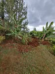 2-Bedroom Farm House on 0.7 Acres in Gatanga for Sale - 4