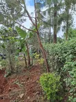 2-Bedroom Farm House on 0.7 Acres in Gatanga for Sale - 5