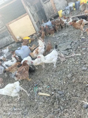 Improved Kienyeji Chickens