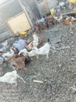 Improved Kienyeji Chickens - 1