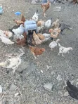 Improved Kienyeji Chickens - 2