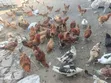 Improved Kienyeji Chickens - 3