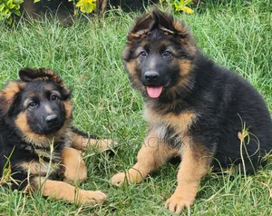 Mbwa Mwana wa German Shepherd Safi - 3-6 Miezi Jike