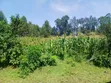 Vipande 2 vya Ardhi Vinauzwa Chemwa - 1