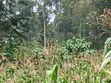 Vipande 2 vya Ardhi Vinauzwa Chemwa - 4
