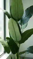 Artificial Banana Plant - 2