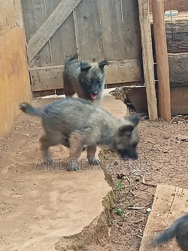 1-3 Month Old Purebred German Shepherd Puppy - 1