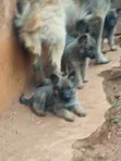 1-3 Month Old Purebred German Shepherd Puppy - 2