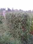 50x100 Plot for Sale in Lower Kabete - 1