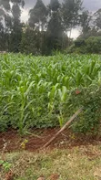 50x100 Plot for Sale in Lower Kabete - 2