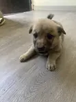 1-3 months Female Mixed Breed German Shepherd - 1