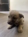1-3 months Female Mixed Breed German Shepherd - 2