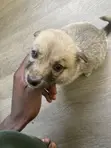 1-3 months Female Mixed Breed German Shepherd - 4