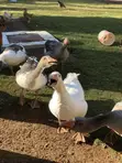 Ndege Kubwa (Geese) - Miaka 1 - 1
