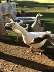 Ndege Kubwa (Geese) - Miaka 1 - 2