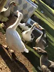 Ndege Kubwa (Geese) - Miaka 1 - 3