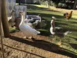 Ndege Kubwa (Geese) - Miaka 1 - 4