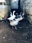 Ndege Kubwa (Geese) - Miaka 1 - 5