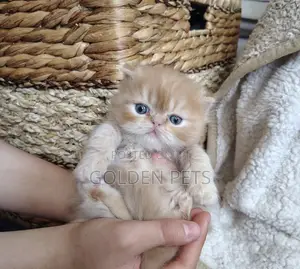Purebred Exotic Kitten (Male, 1-3 Months)
