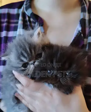 Female Exotic Purebred Kitten - 1-3 Months