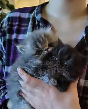 Purebred Persian Kitten - 1-3 Months Male