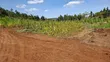 Nguirubi/Thigio Residential Land for Sale - 2