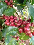 Organic Arabica Coffee - New Harvest Stock - 2