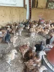Vifaranga wa Kienyeji Walioboreshwa - 1