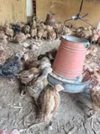 Vifaranga wa Kienyeji Walioboreshwa - 2