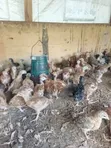 Vifaranga wa Kienyeji Walioboreshwa - 3