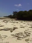 Beachfront Land for Sale - Central Diani - 2
