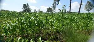 Plot for Sale, Kamahuha Makuyu