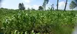 Plot for Sale, Kamahuha Makuyu - 1