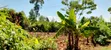 1/8 Acre Plot for Sale in Nyangati, Kirinyaga - 4