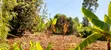 1/8 Acre Plot for Sale in Nyangati, Kirinyaga - 5