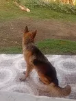 Purebred German Shepherd Female, 6-12 Months - 1