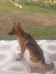 Purebred German Shepherd Female, 6-12 Months - 2