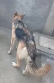 Purebred German Shepherd Female, 6-12 Months - 3
