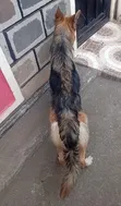 Purebred German Shepherd Female, 6-12 Months - 4