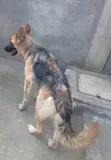 Purebred German Shepherd Female, 6-12 Months - 5