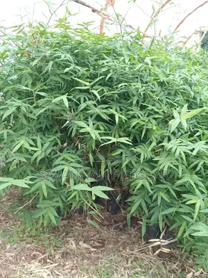 Miti Midogo ya Bambusa kwa Mbao, Kuzuia Mmomonyoko, Kupima Ardhi