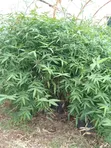 Miti Midogo ya Bambusa kwa Mbao, Kuzuia Mmomonyoko, Kupima Ardhi - 1